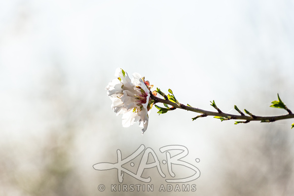 SpringAlmondBlossoms-5