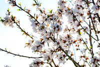 SpringAlmondBlossoms-3