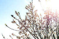 SpringAlmondBlossoms-2