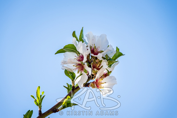 SpringAlmondBlossoms-8