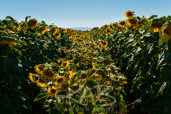 Sunflowers_print-16