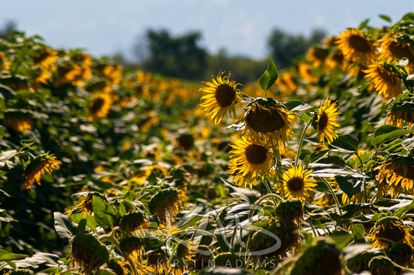 Sunflowers_print-14