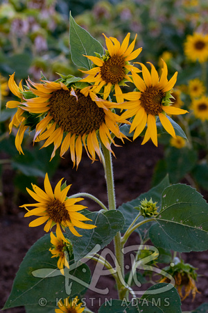 Sunflowers-2