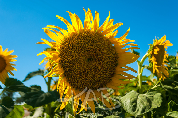 Sunflowers_print-10