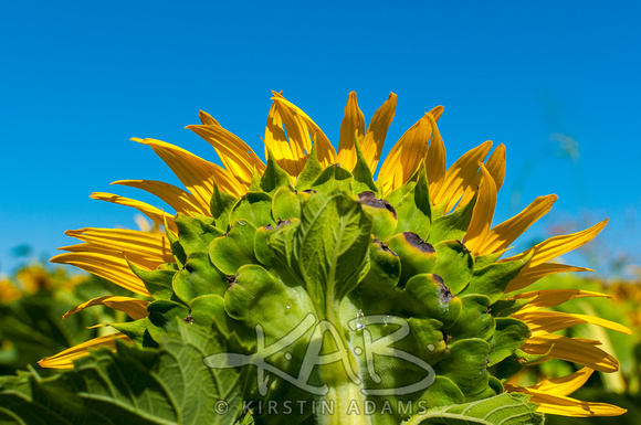 Sunflowers_print-5