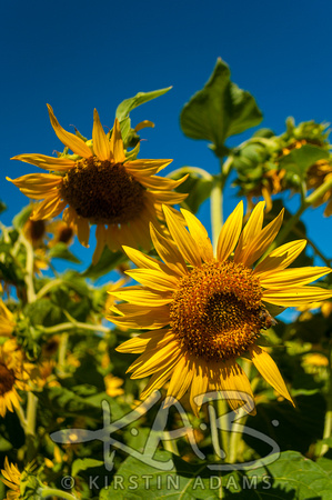 Sunflowers_print-11