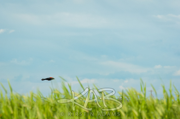 Red Wing Black Bird Over Wheat