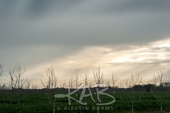 Crepuscular Rays and Winter Orchard