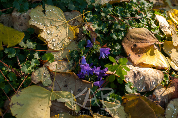 Fall Leaves Full Res (4)