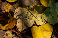 Fall Leaves Full Res (8)