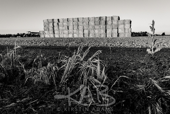 Hay Bales in Black and White