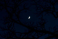 Crescent Moon and Branches
