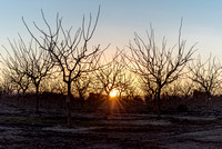 Bare Orchard and Sunset