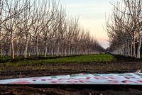 Strawberry Sign and Orchard
